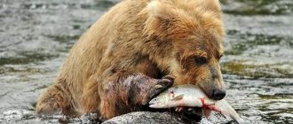 Бурый-медведь-животное-Описание-особенности-образ-жизни-и-среда-обитания-бурого-медведя-21